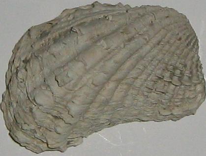 Cardita calyculata (L, 1758) - pliocene - Toscana